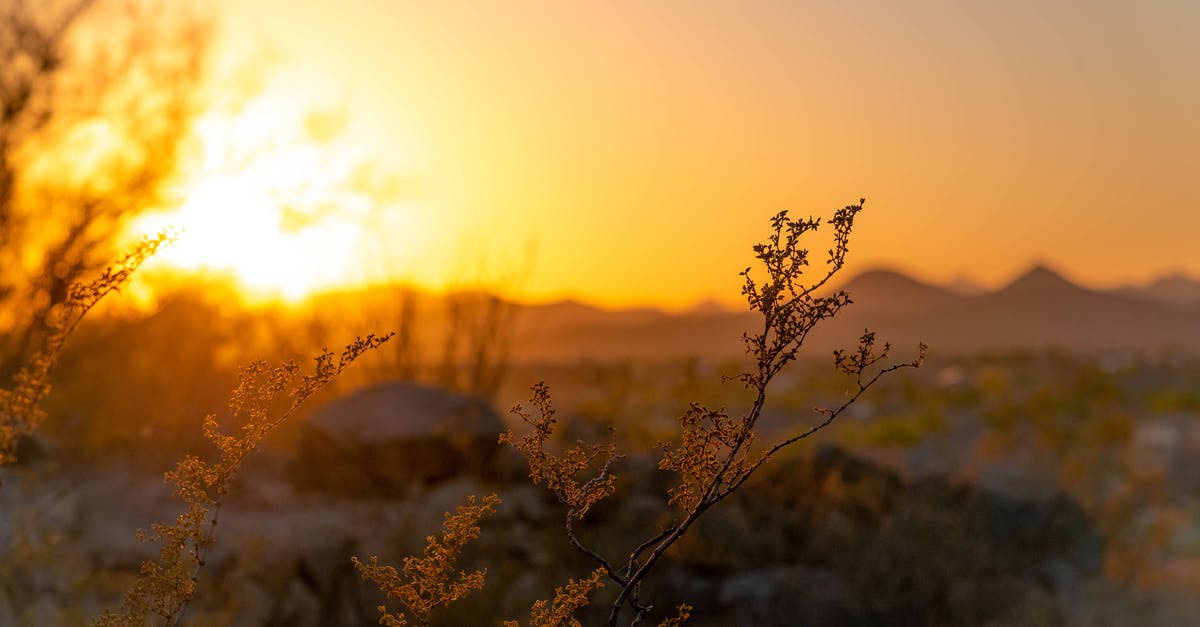 Sun Drying Tomatoes - Macro Photography of Yellow Flowers during Sunset
