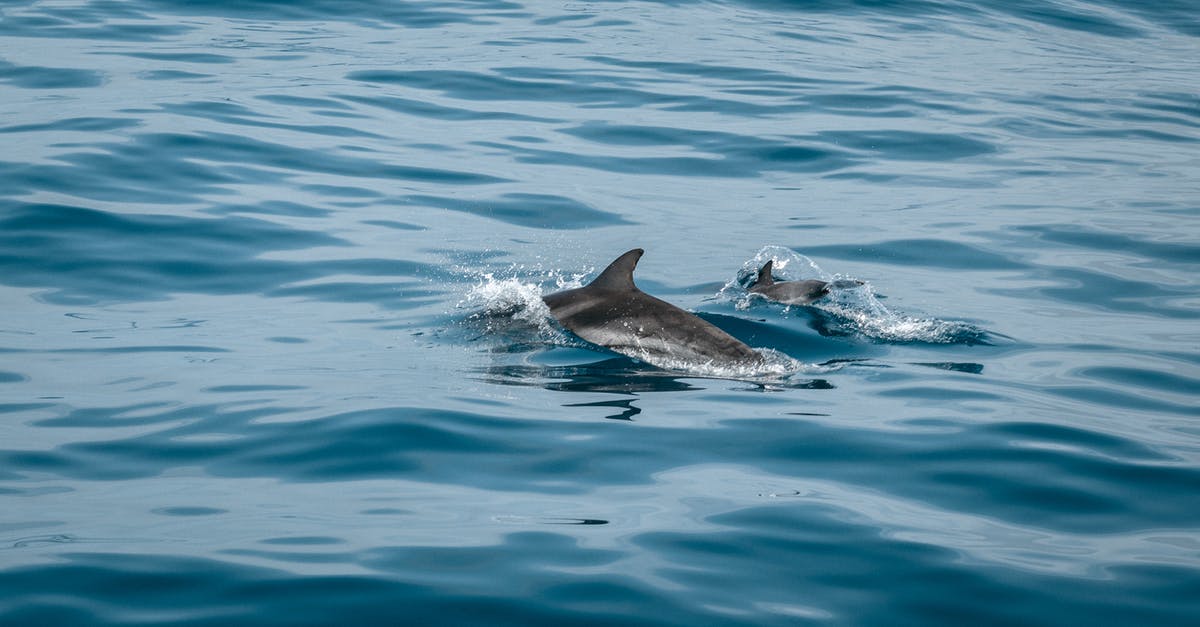 (Survival Salt) Extract Salt from natural sorces (In the wild) without the Ocean - Two Gray Dolphins Surrounded by Body of Water (Survival Salt) Extract Salt from natural sorces (In the wild) without the Ocean - Two Gray Dolphins Surrounded by Body of Water