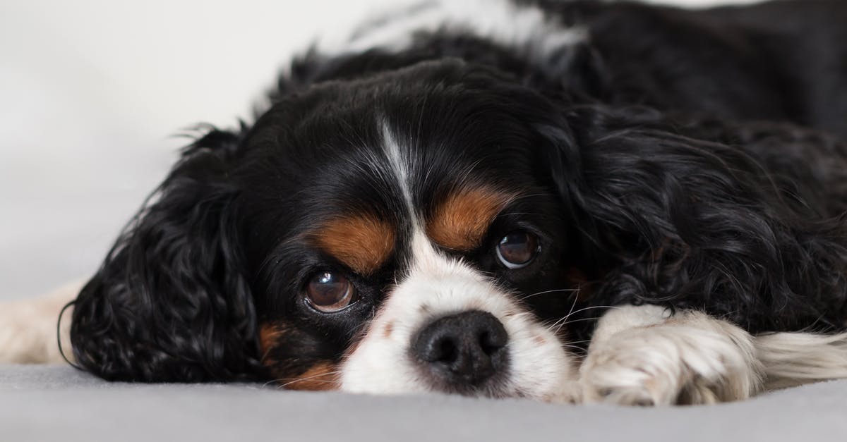 Sweet Potatoes going black when peeled - Cute fluffy Cavalier King Charles Spaniel puppy on bed Sweet Potatoes going black when peeled - Cute fluffy Cavalier King Charles Spaniel puppy on bed