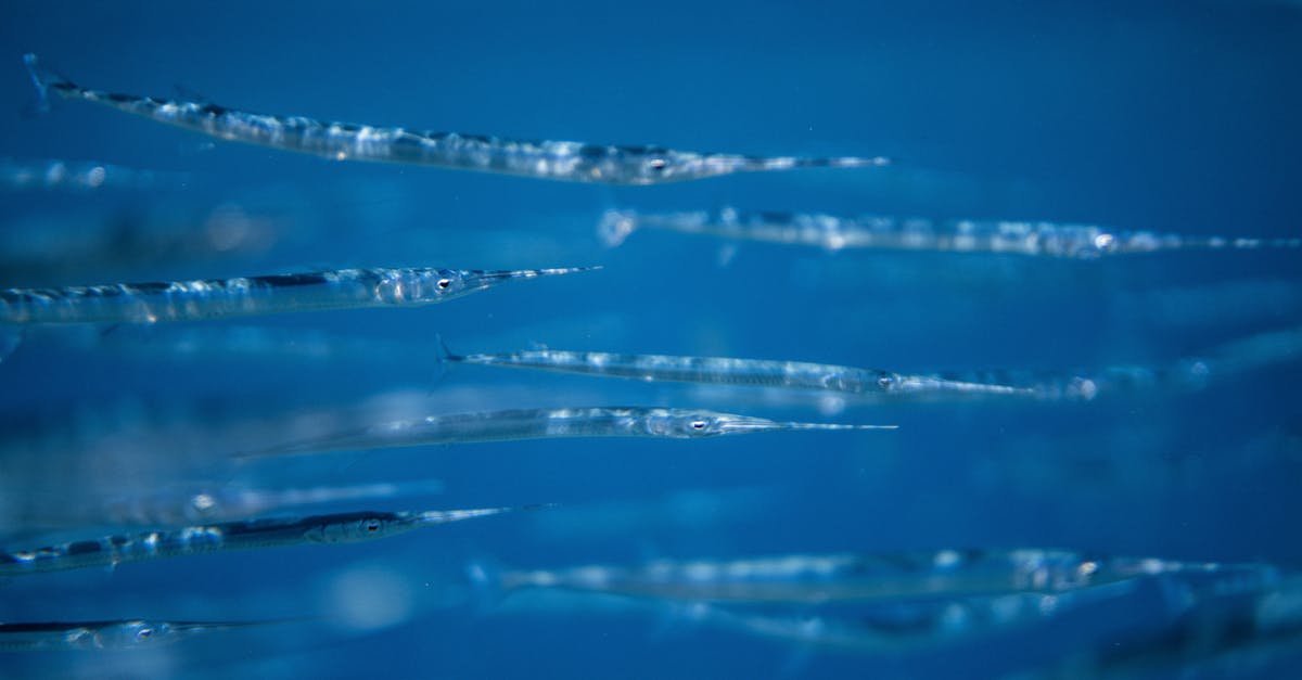 Swordfish Ceviche - School Of Baby Swordfish in Close-up View Swordfish Ceviche - School Of Baby Swordfish in Close-up View