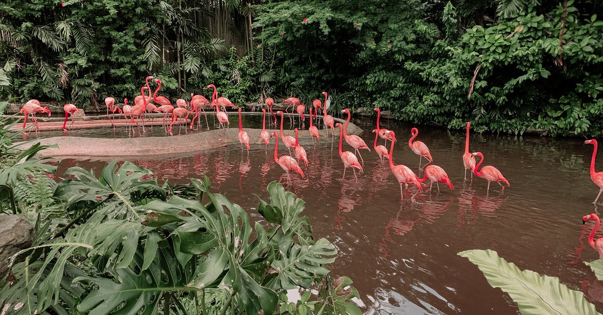Techniques to Remove Water from Vegetables? - From above of pink flamingos standing in water of pond near green tropical plants and dense greenery Techniques to Remove Water from Vegetables? - From above of pink flamingos standing in water of pond near green tropical plants and dense greenery