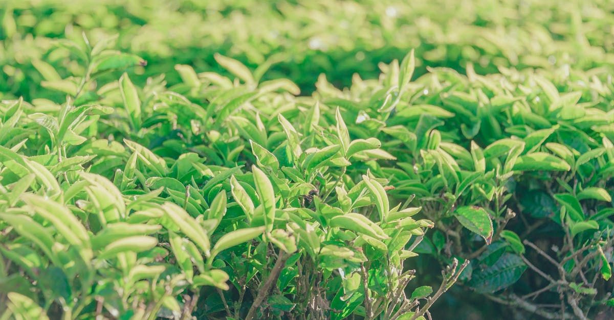 Techniques to toast mate tea leaves - Green Leafed Plant