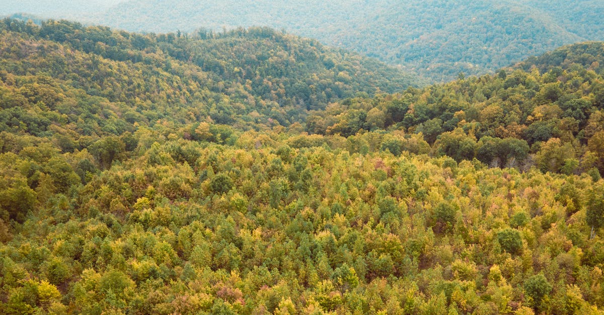 Tennessee Honey Jack Daniels substitution - Green and Yellow Trees Tennessee Honey Jack Daniels substitution - Green and Yellow Trees