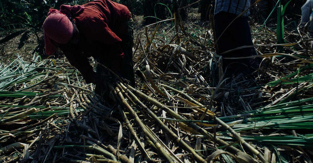 The difference between beet sugar and cane sugar - Faceless ethnic people in dirty clothes collecting sugar cane plants on sunny plantation in Asian countryside The difference between beet sugar and cane sugar - Faceless ethnic people in dirty clothes collecting sugar cane plants on sunny plantation in Asian countryside