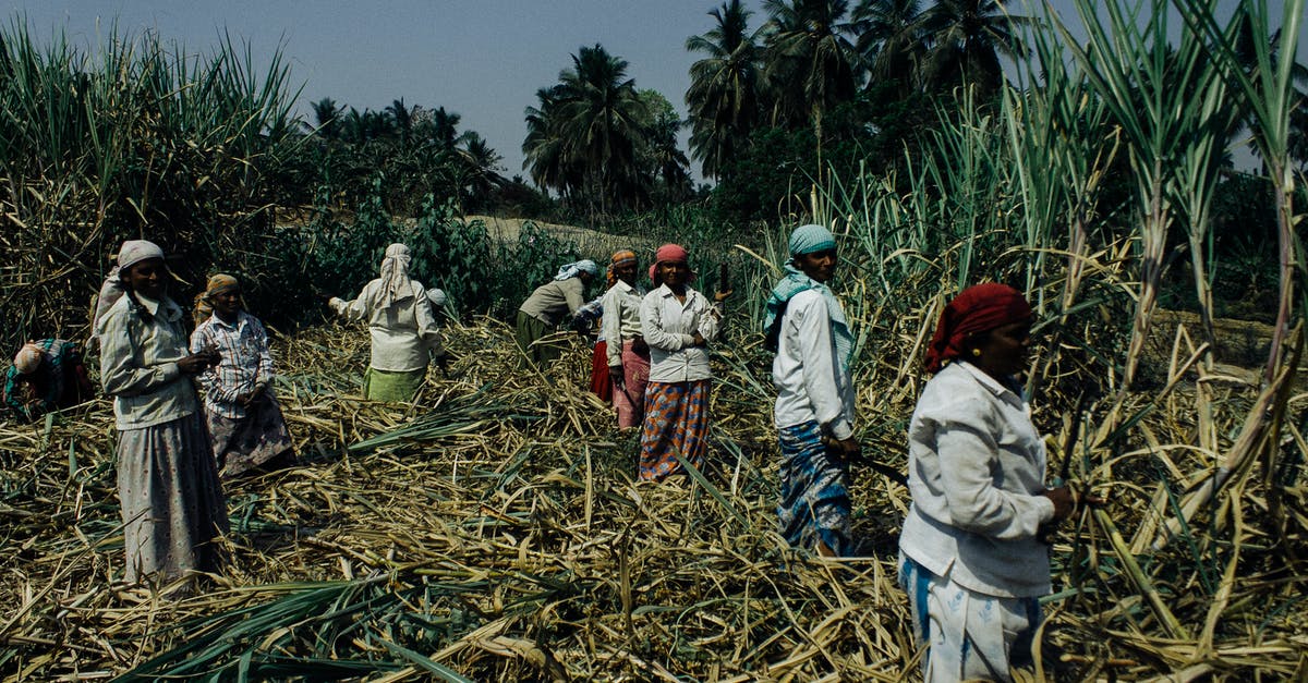 The difference between beet sugar and cane sugar - Group of black women working on sugar cane plantation The difference between beet sugar and cane sugar - Group of black women working on sugar cane plantation