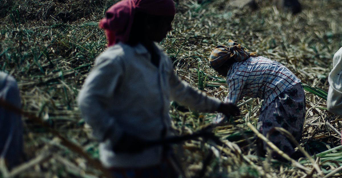 The difference between beet sugar and cane sugar - Faceless hard working ethnic people in dirty wear and protective headscarves using scythes while collecting sugar cane plants on plantation on hot sunny day The difference between beet sugar and cane sugar - Faceless hard working ethnic people in dirty wear and protective headscarves using scythes while collecting sugar cane plants on plantation on hot sunny day