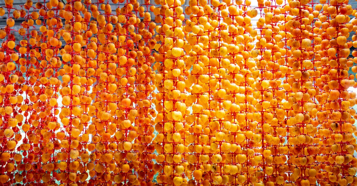 The persimmon jam makes my tongue dry - Whole persimmons strung on threads and sun drying in garden The persimmon jam makes my tongue dry - Whole persimmons strung on threads and sun drying in garden