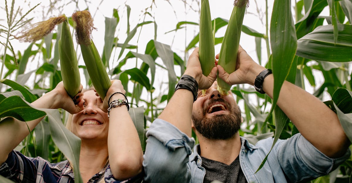 Thickeners with corn syrup consistency - Man in Gray Dress Shirt Standing Beside Green Corn Plant Thickeners with corn syrup consistency - Man in Gray Dress Shirt Standing Beside Green Corn Plant