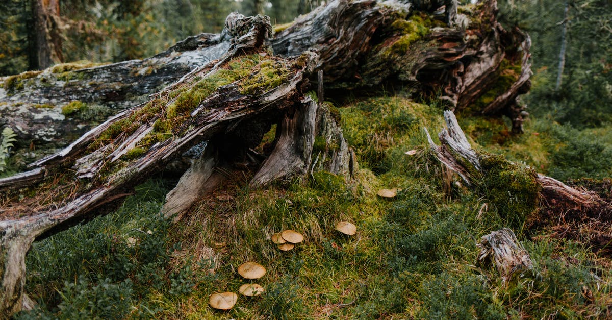 Thickening old mushroom soup - Damaged old tree covered with moss near green herb and mushrooms in forest in summer Thickening old mushroom soup - Damaged old tree covered with moss near green herb and mushrooms in forest in summer