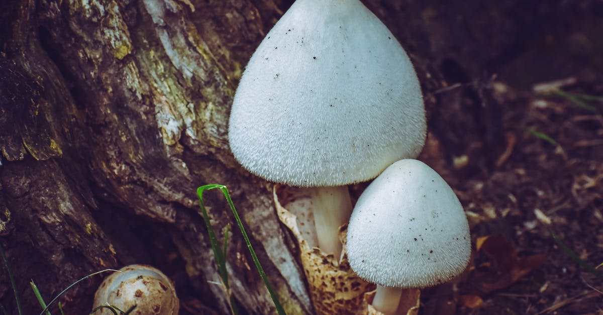 Thickening old mushroom soup - Mushrooms growing near roots of old tree Thickening old mushroom soup - Mushrooms growing near roots of old tree