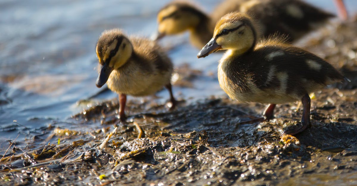 Tips for grilling duck legs? - Ground level of bright fluffy ducks strolling on dirty coast near lake in back lit