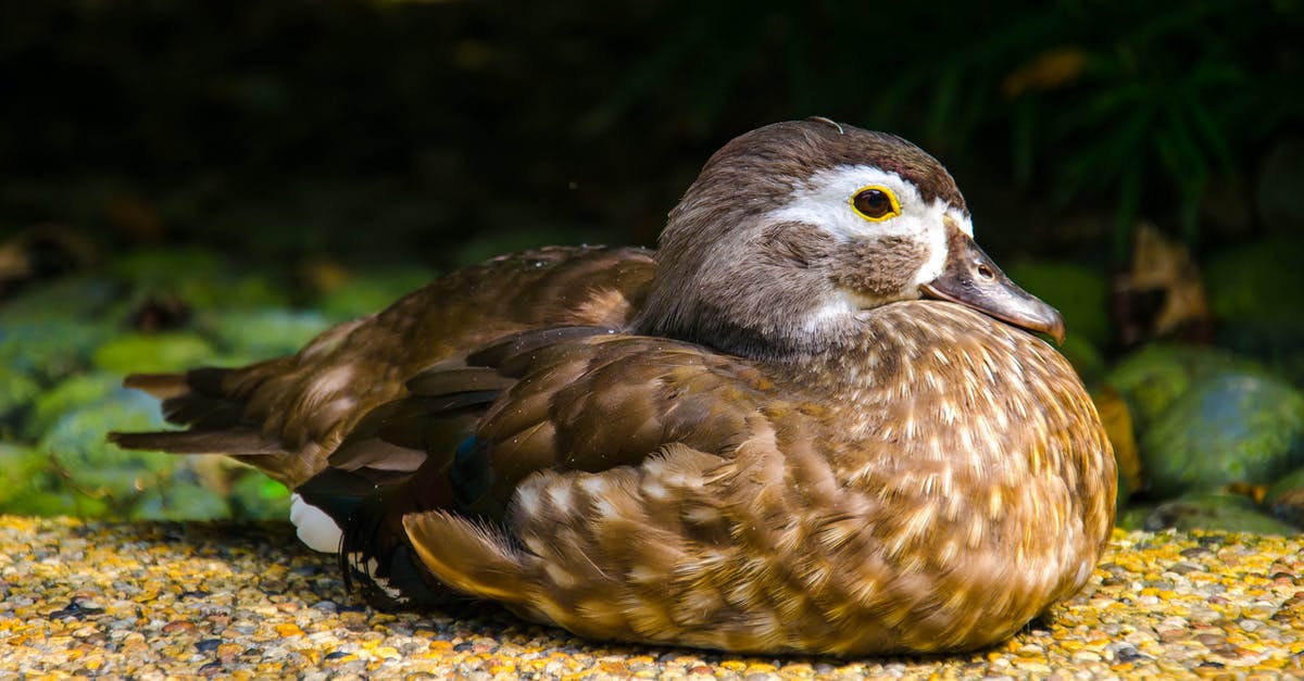 Tips for grilling duck legs? - Brown and White Duck on Ground