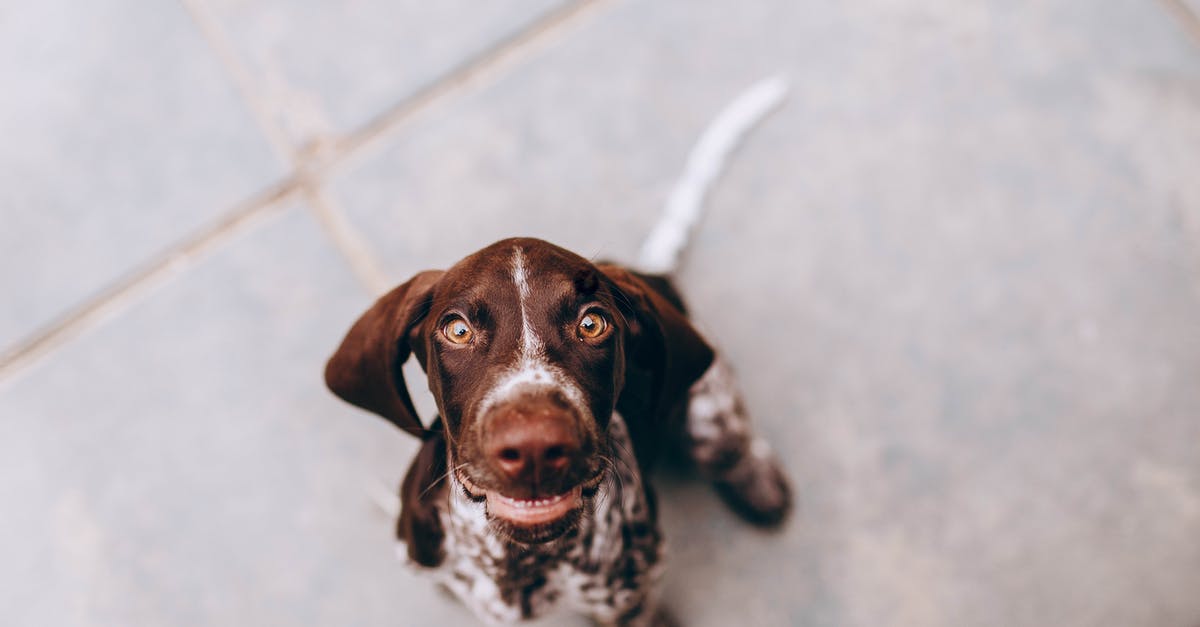 Tips for Removing Fuzz from Peaches? - From above of adorable puppy of German Pointer sitting on sidewalk and looking at camera Tips for Removing Fuzz from Peaches? - From above of adorable puppy of German Pointer sitting on sidewalk and looking at camera
