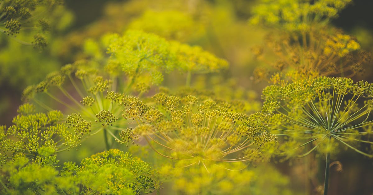 Toasting and blooming spices - Blooming dill Toasting and blooming spices - Blooming dill