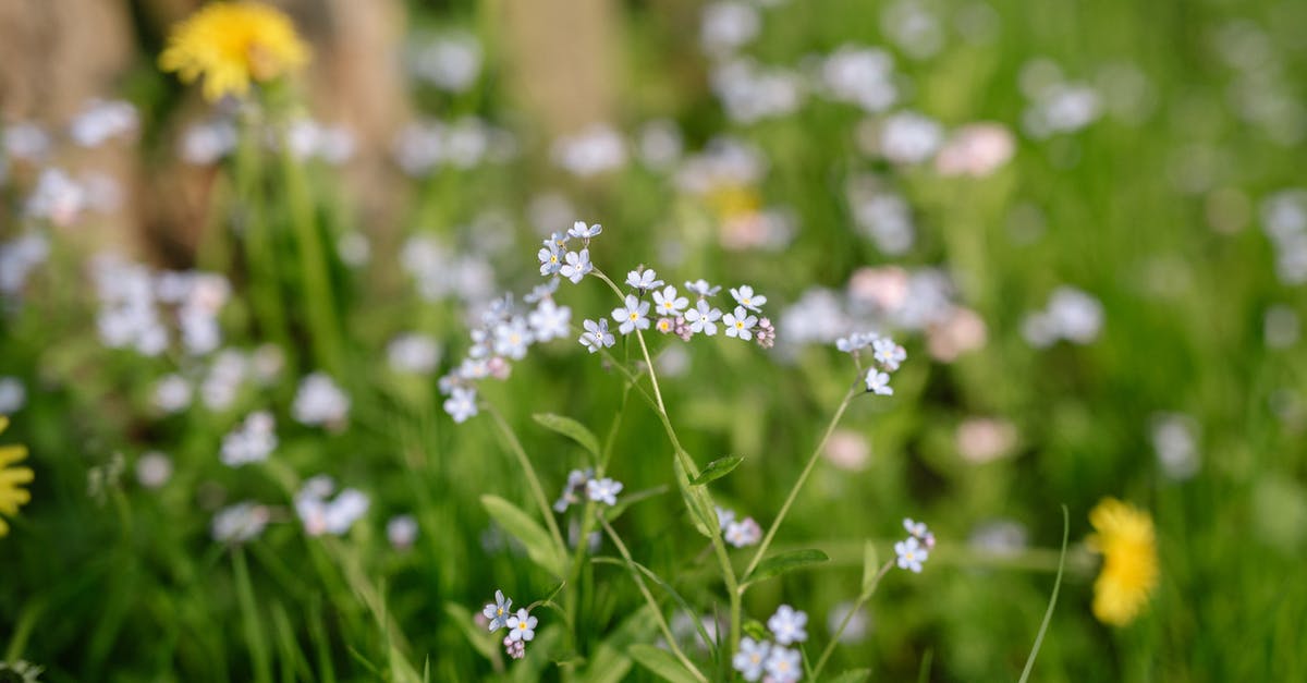 Toasting and blooming spices - White and Yellow Flowers in Tilt Shift Lens Toasting and blooming spices - White and Yellow Flowers in Tilt Shift Lens