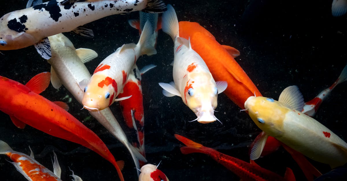 UHT Milk: small white floating stuff? - Small vivid carps in water UHT Milk: small white floating stuff? - Small vivid carps in water