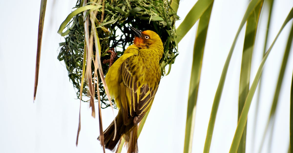 Use any part of an animal for making stock/broth? - Gamma Photography of Yellow and Black Bird Use any part of an animal for making stock/broth? - Gamma Photography of Yellow and Black Bird
