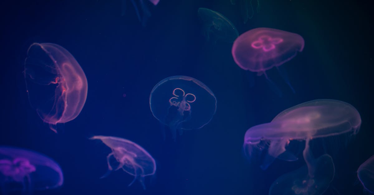 Using a deep fryer for fish - Jellyfish Digital Wallpaper Using a deep fryer for fish - Jellyfish Digital Wallpaper