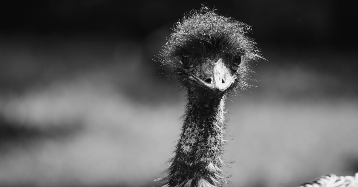 Using ostrich and emu eggs - Black and White Photo of a Bird Using ostrich and emu eggs - Black and White Photo of a Bird
