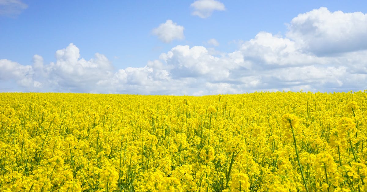 Using yellow mustard as a soup base - Yellow Flower Field Under Blue Cloudy Sky during Daytime Using yellow mustard as a soup base - Yellow Flower Field Under Blue Cloudy Sky during Daytime