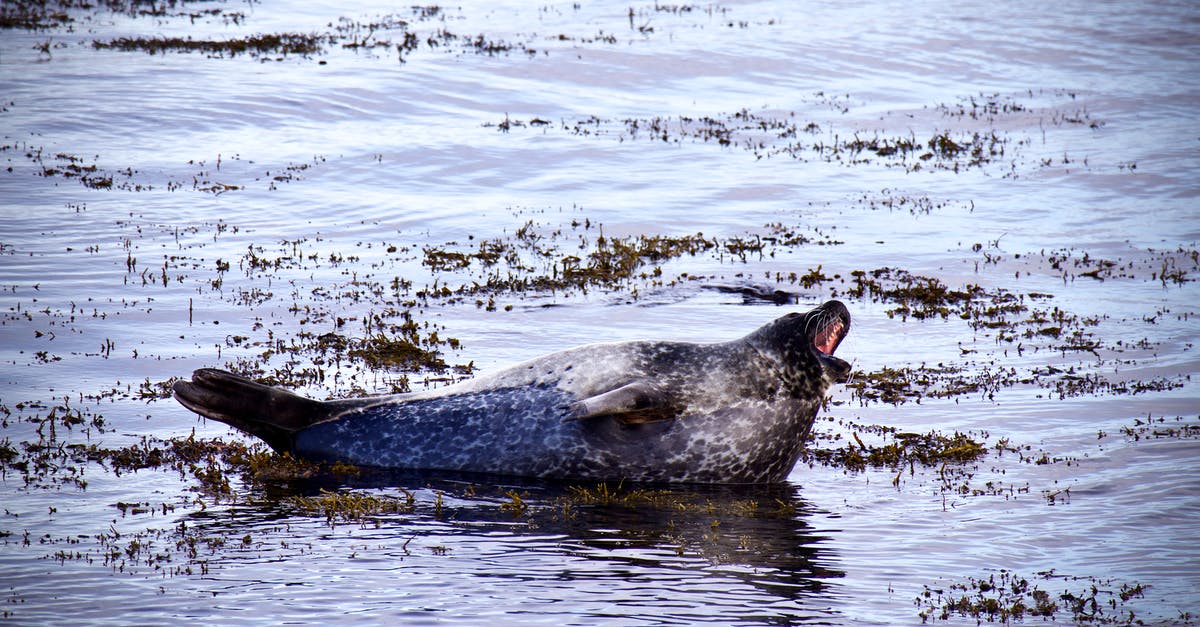 Vacuum sealed frozen salmon burgers - seal broken due to thawing? - A Harbor Seal on the Shore