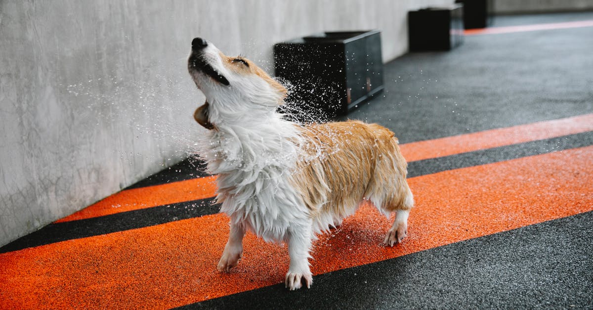 Varying pungency with size - Small purebred dog with wet coat shaking off splashing aqua on walkway with marking lines Varying pungency with size - Small purebred dog with wet coat shaking off splashing aqua on walkway with marking lines