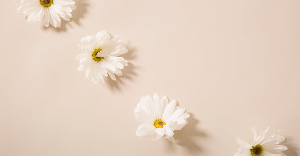 Vinegar Smell from Sourdough Starter - From above of tender fresh chamomile flower heads placed on beige surface in light studio Vinegar Smell from Sourdough Starter - From above of tender fresh chamomile flower heads placed on beige surface in light studio