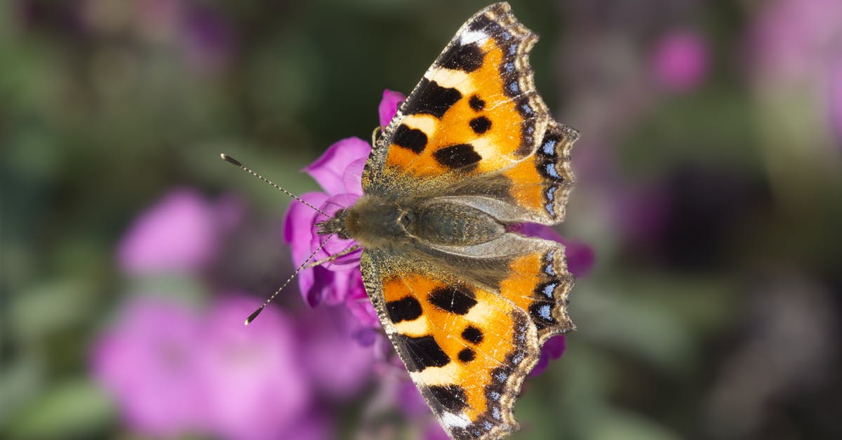 Vodka for crispy wings - substitute? - Small Tortoise Shell Butterfly Vodka for crispy wings - substitute? - Small Tortoise Shell Butterfly