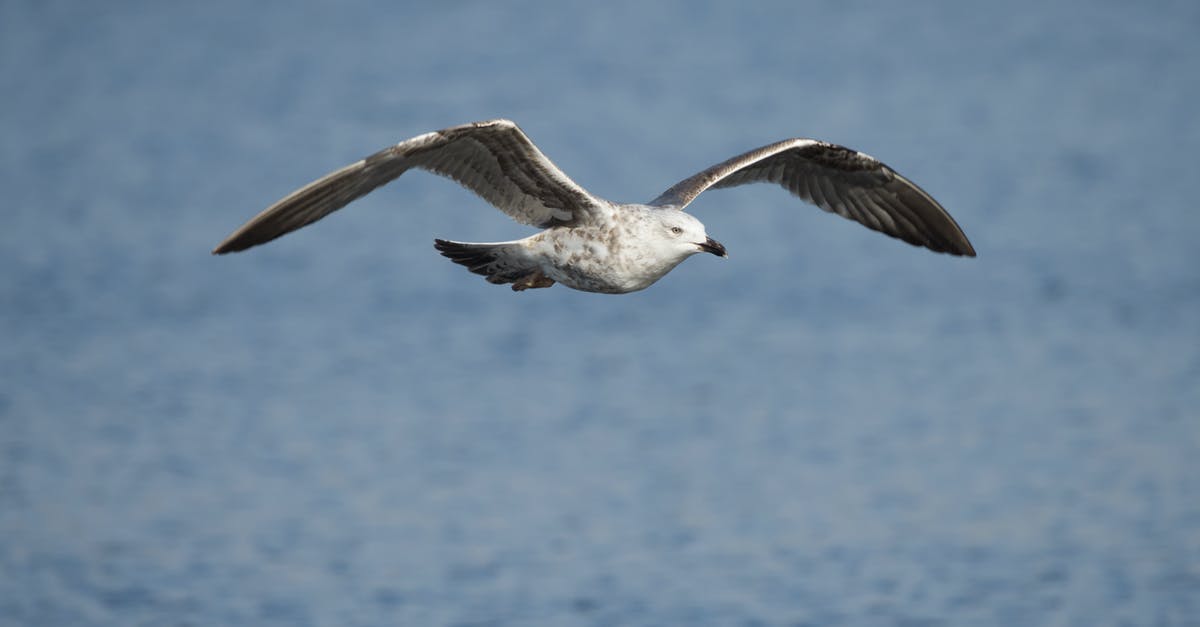 Vodka for crispy wings - substitute? - Seagull Vodka for crispy wings - substitute? - Seagull