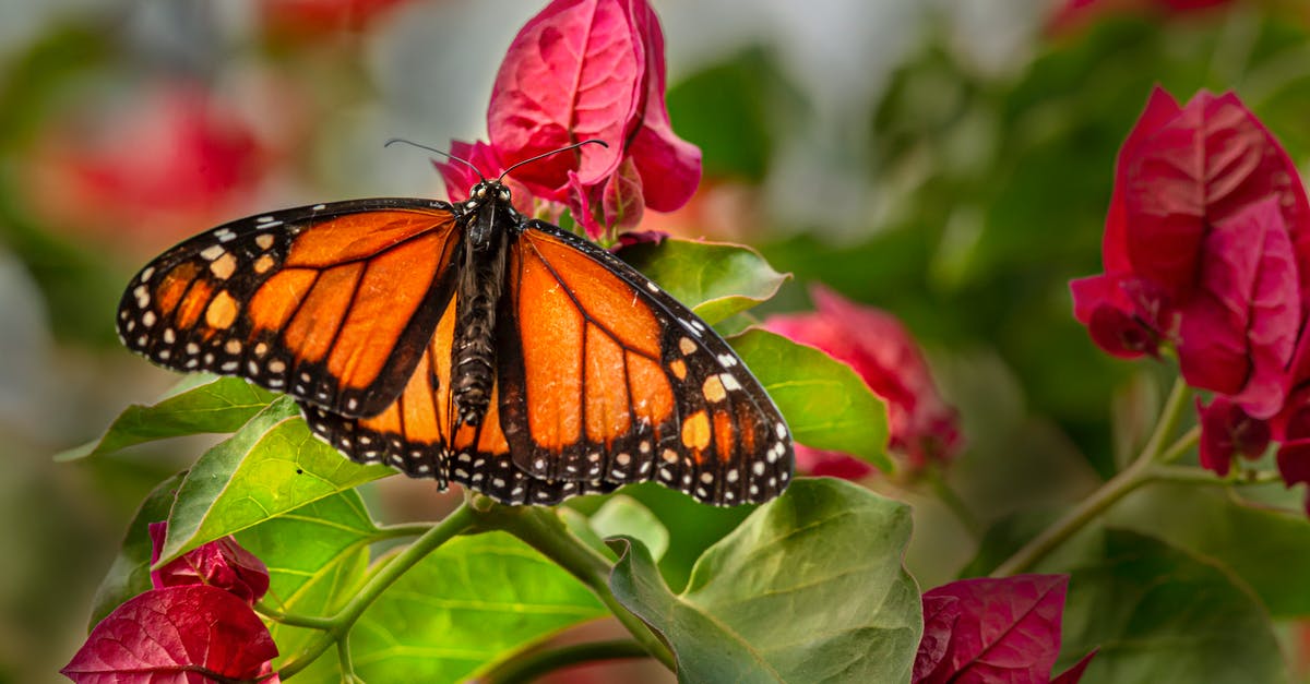 Vodka for crispy wings - substitute? - Monarch Butterfly Perched on Pink Flower in Close Up Photography Vodka for crispy wings - substitute? - Monarch Butterfly Perched on Pink Flower in Close Up Photography