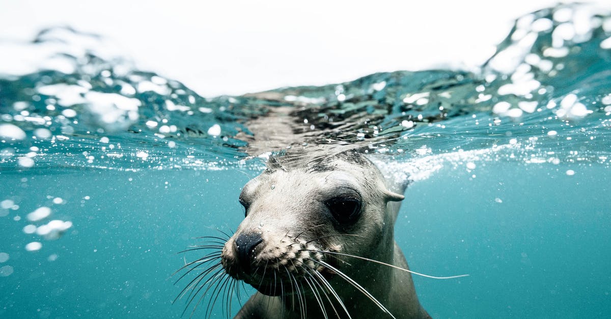Water seal vs open crock pickles - Charming wild seal baby swimming in blue clear rippling sea water during sunny day on surface Water seal vs open crock pickles - Charming wild seal baby swimming in blue clear rippling sea water during sunny day on surface