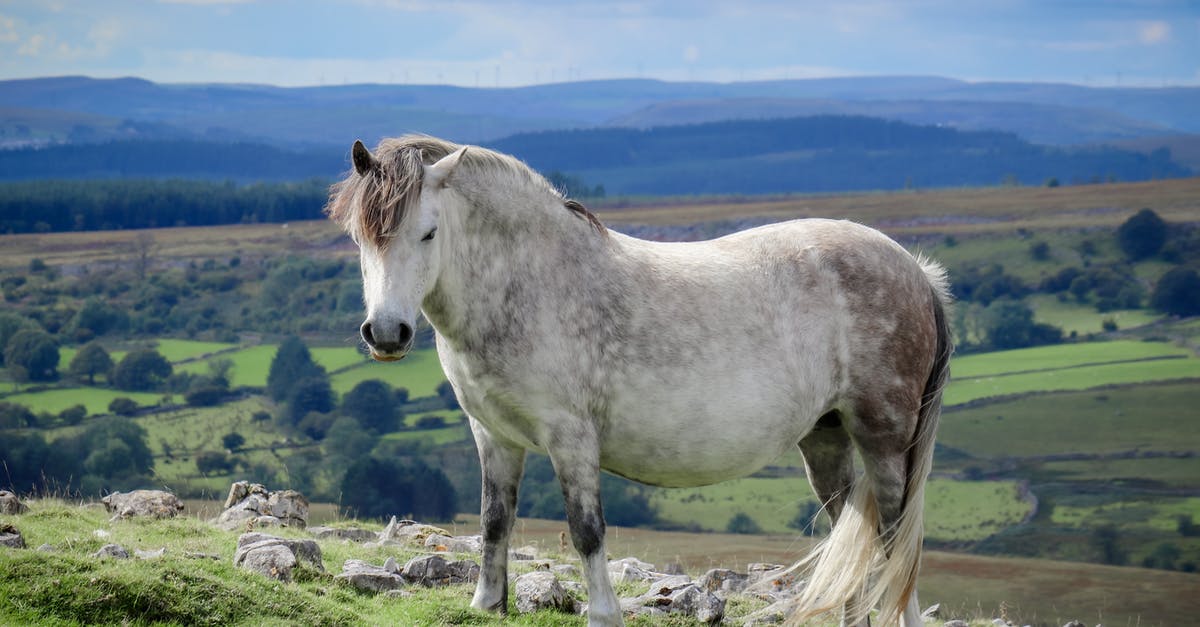 Welsh Rarebit in a microwave? - White Pony on a Mountain Welsh Rarebit in a microwave? - White Pony on a Mountain