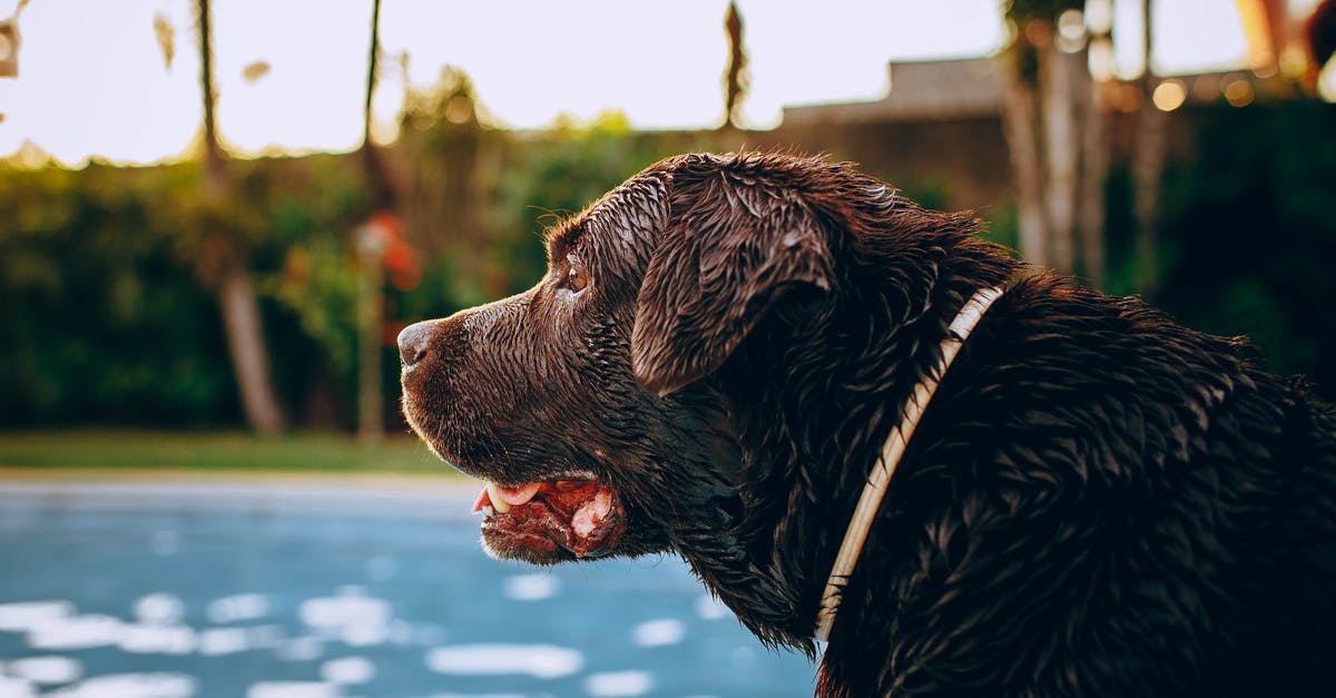 Wet fillings in chocolate - Side view of adorable obedient chocolate Labrador Retriever dog standing at poolside and looking away on sunny day Wet fillings in chocolate - Side view of adorable obedient chocolate Labrador Retriever dog standing at poolside and looking away on sunny day