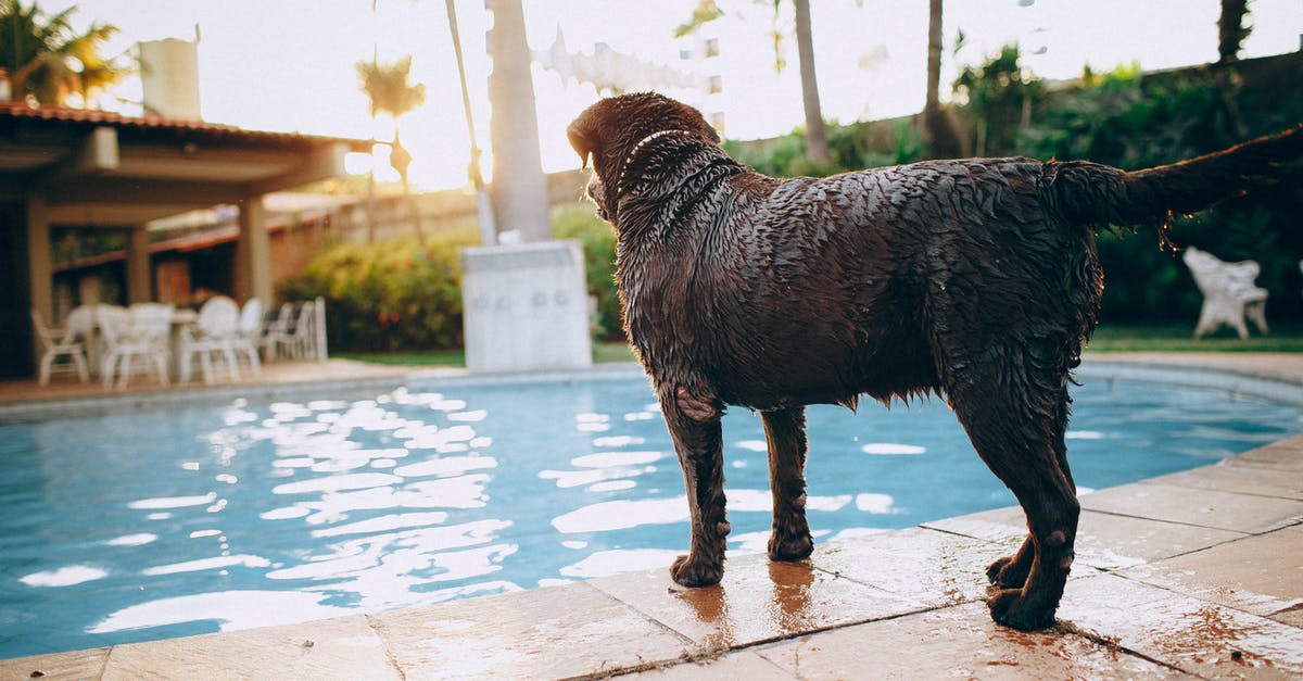 Wet fillings in chocolate - Wet chocolate purebred dog standing at poolside in tropical resort Wet fillings in chocolate - Wet chocolate purebred dog standing at poolside in tropical resort