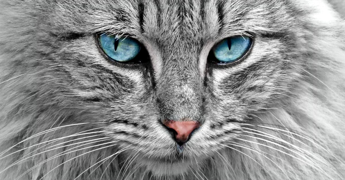 What's a microscoop? - Gray Cat What's a microscoop? - Gray Cat