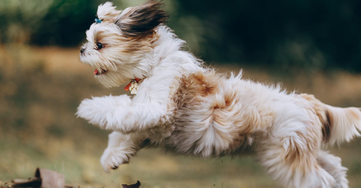 What's a pan and what's a pot? - Panning Shot of a Running Shih Tzu What's a pan and what's a pot? - Panning Shot of a Running Shih Tzu