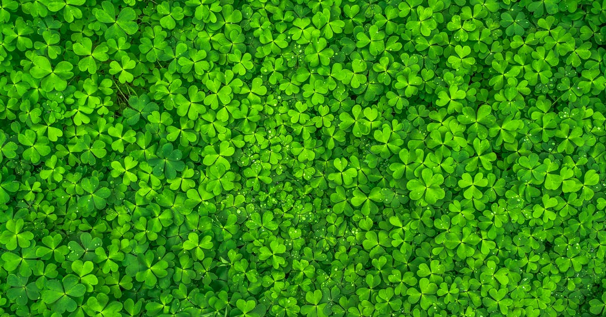 What's an acceptable substitute for Pandan Leaves? - Top View Photo of Clover Leaves What's an acceptable substitute for Pandan Leaves? - Top View Photo of Clover Leaves