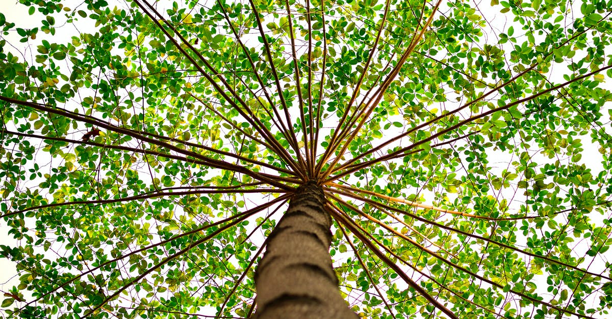 What's an acceptable substitute for Pandan Leaves? - Bottom View of Green Leaved Tree during Daytime What's an acceptable substitute for Pandan Leaves? - Bottom View of Green Leaved Tree during Daytime
