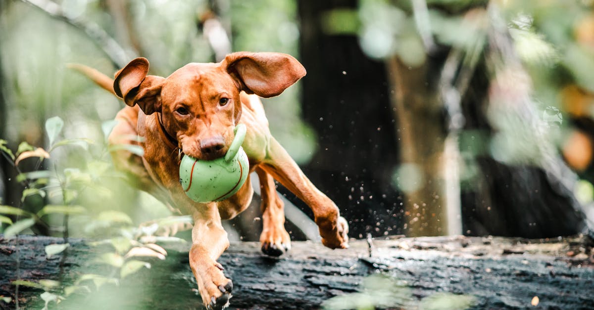 What's the best way to cook brown rice? - Dog with Ball in Mouth Jumping Over a Fallen Tree Trunk What's the best way to cook brown rice? - Dog with Ball in Mouth Jumping Over a Fallen Tree Trunk