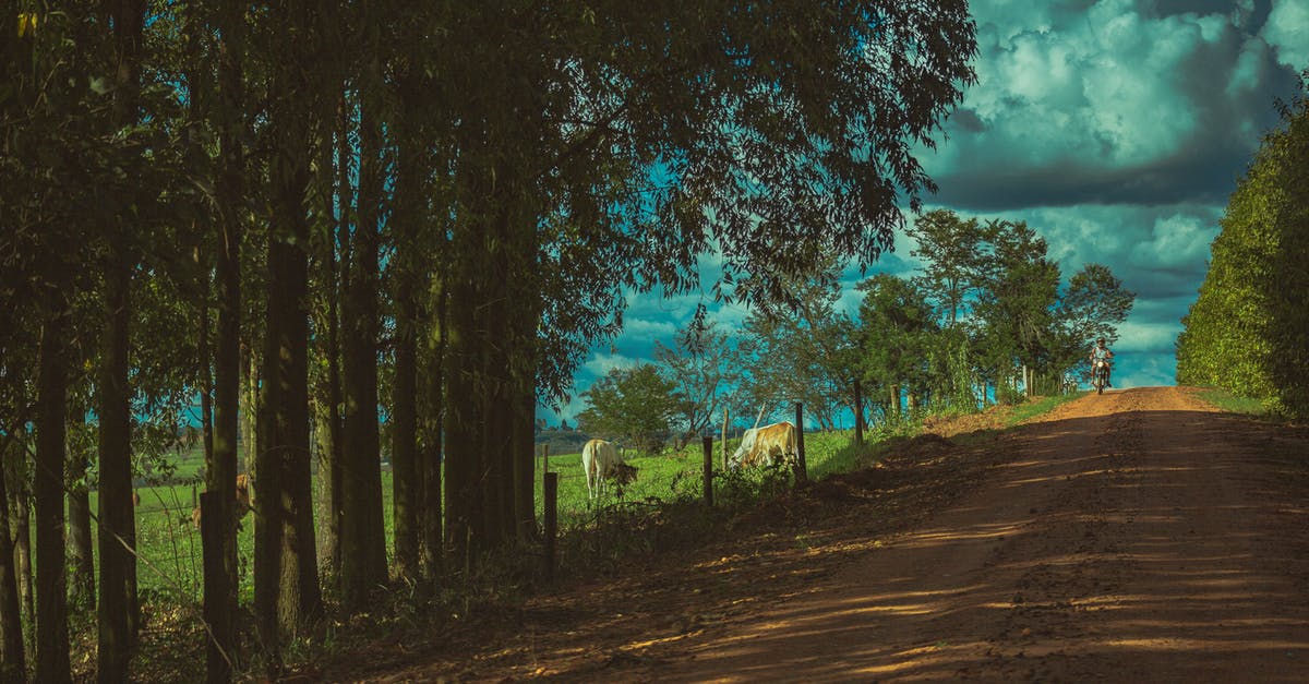 What's the best way to keep sushi fresh for the following day? - Countryside road near field and trees What's the best way to keep sushi fresh for the following day? - Countryside road near field and trees
