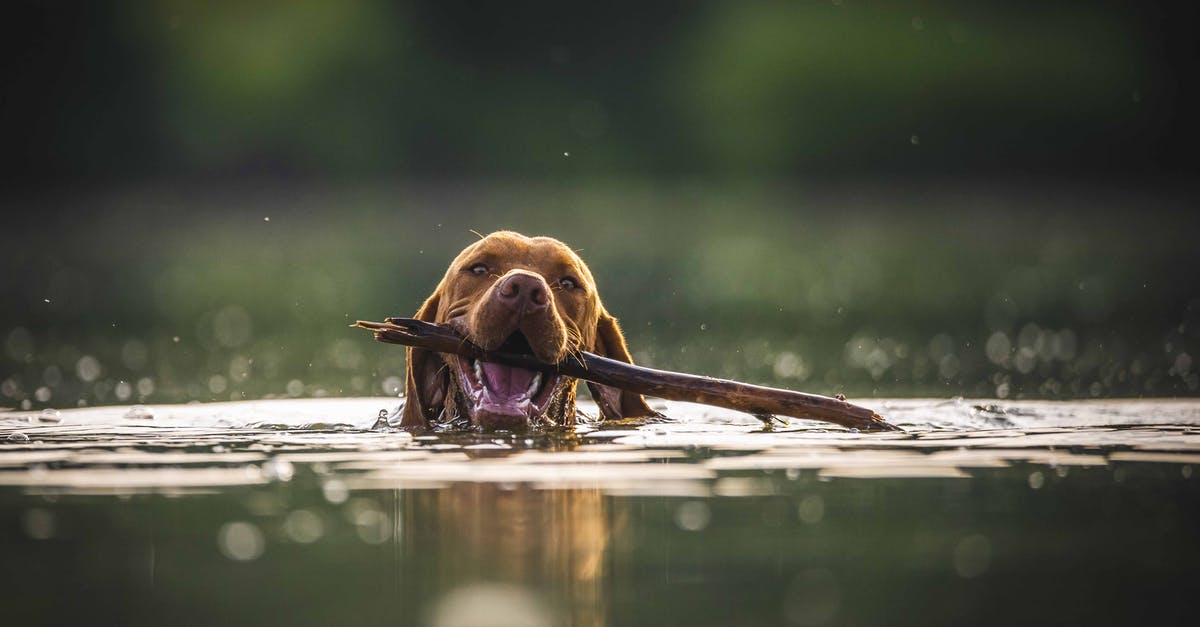 What's the best way to stick sprinkles to cookies without icing? - Brown Dog on Water with Stick on its Mouth What's the best way to stick sprinkles to cookies without icing? - Brown Dog on Water with Stick on its Mouth
