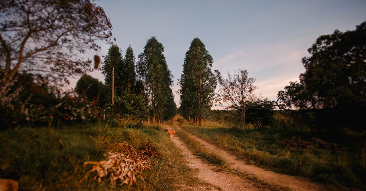 What's the best way to warm a baguette? - Picturesque scenery of rural road surrounded by green trees and grass at daytime What's the best way to warm a baguette? - Picturesque scenery of rural road surrounded by green trees and grass at daytime