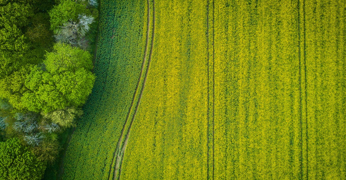 What's the correct texture for masa dough? - Aerial Photography of Wide Green Grass Field What's the correct texture for masa dough? - Aerial Photography of Wide Green Grass Field