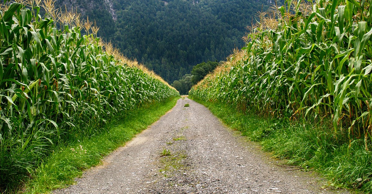What's the correct way to garnish with greens? - Pathway in Middle of Corn Field What's the correct way to garnish with greens? - Pathway in Middle of Corn Field