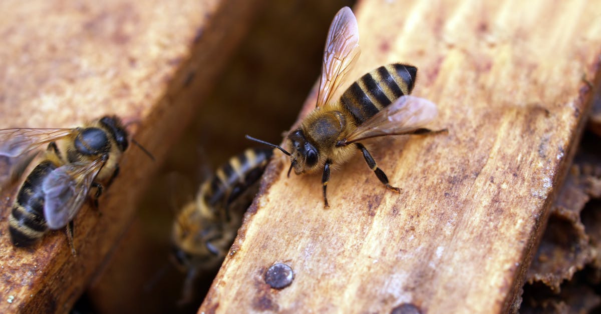 What's the difference between natural honey and supermarket honey? [closed] - Macro Shot Photography of Black-and-yellow Bees