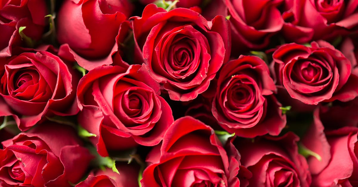 What's the difference between Red and Panang curry? - Red Roses Close Up Photography What's the difference between Red and Panang curry? - Red Roses Close Up Photography