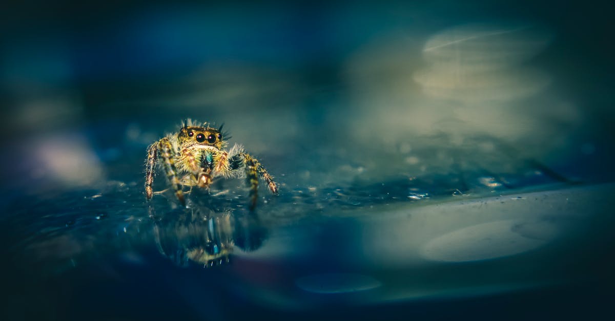 What's the trick to seal sous vide foil if liquid contained - High angle of jumping spider with hairy soft body on reflective surface with droplets What's the trick to seal sous vide foil if liquid contained - High angle of jumping spider with hairy soft body on reflective surface with droplets