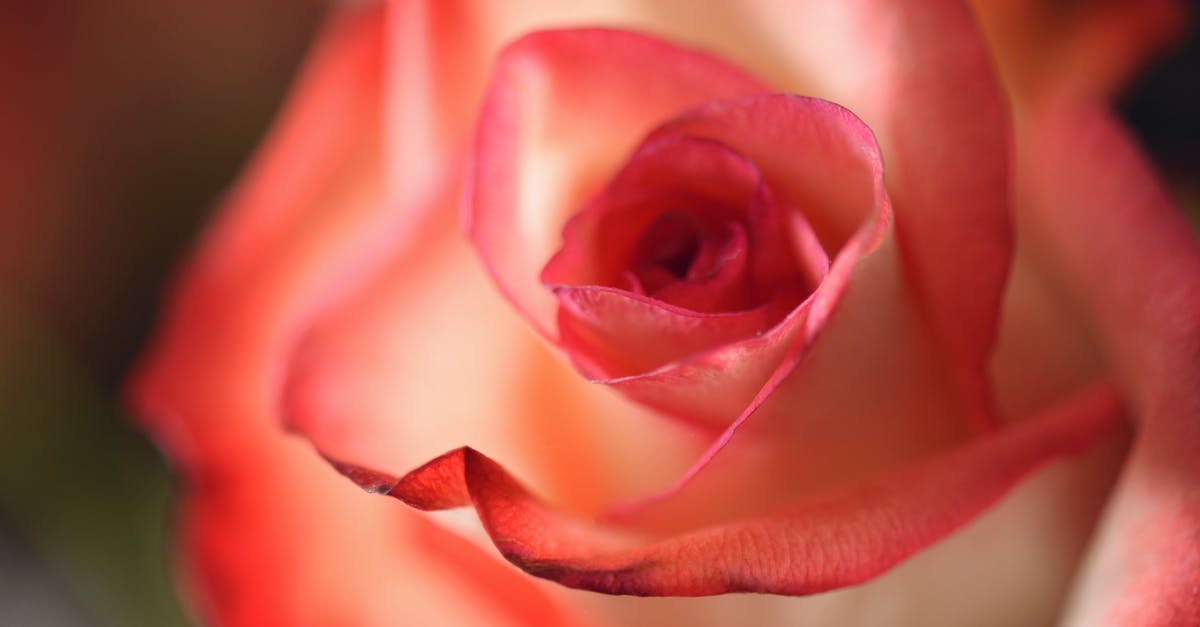 What's the US equivalent of double and single cream? - Pink Flowers Macro Photography What's the US equivalent of double and single cream? - Pink Flowers Macro Photography