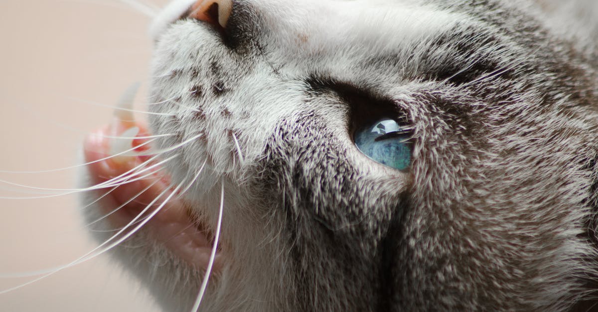 What's this salad of gray lumps in white dressing? - Close Photo of Gray and White Cat What's this salad of gray lumps in white dressing? - Close Photo of Gray and White Cat