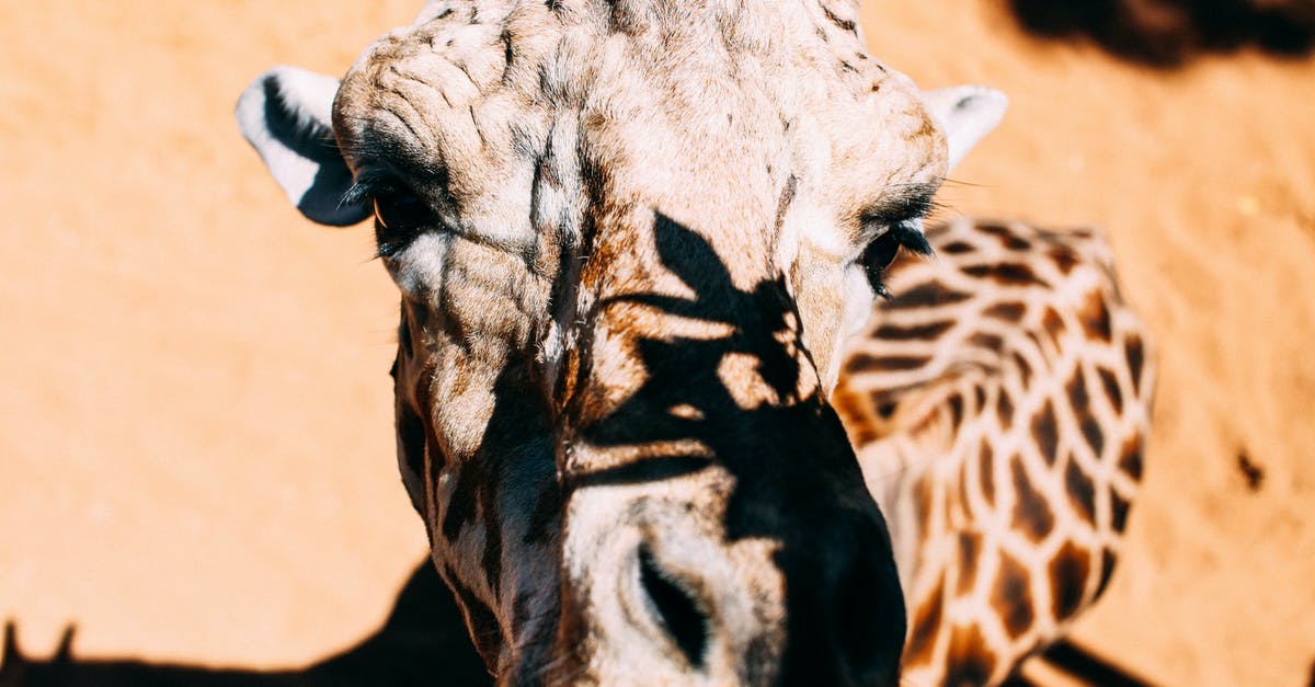 What animal parts can be included in head cheese? - Black and White Giraffe What animal parts can be included in head cheese? - Black and White Giraffe